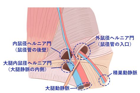 水戸 鼠径部|水戸市の鼠径ヘルニアを診察する病院・クリニック 4件 口コミ・。